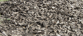 Placeholder  Image